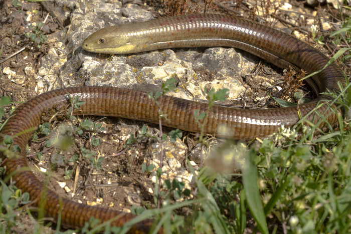 Blavor žlutý, foto: Shutterstock