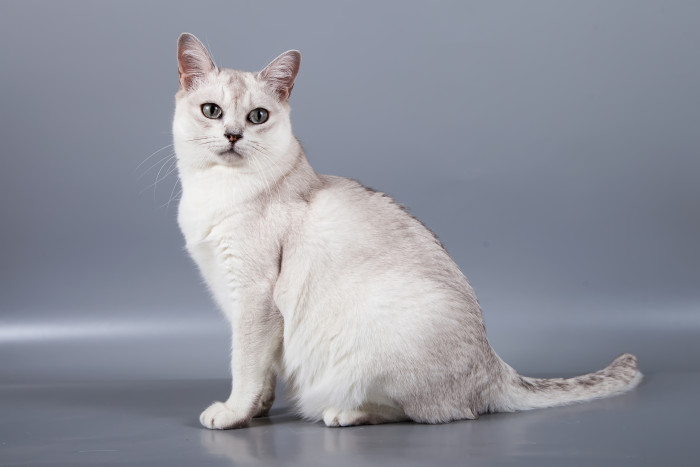 Burmilla, foto: Shutterstock