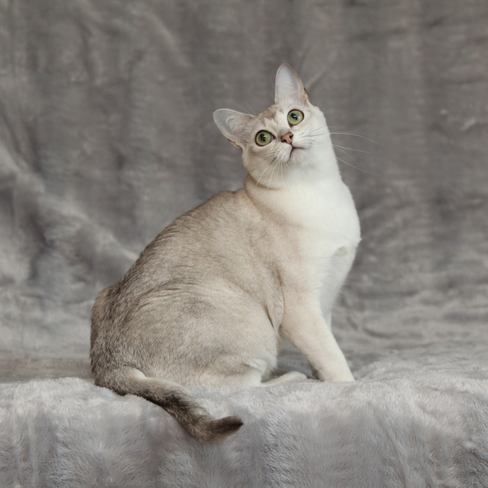 Burmilla, foto: Shutterstock