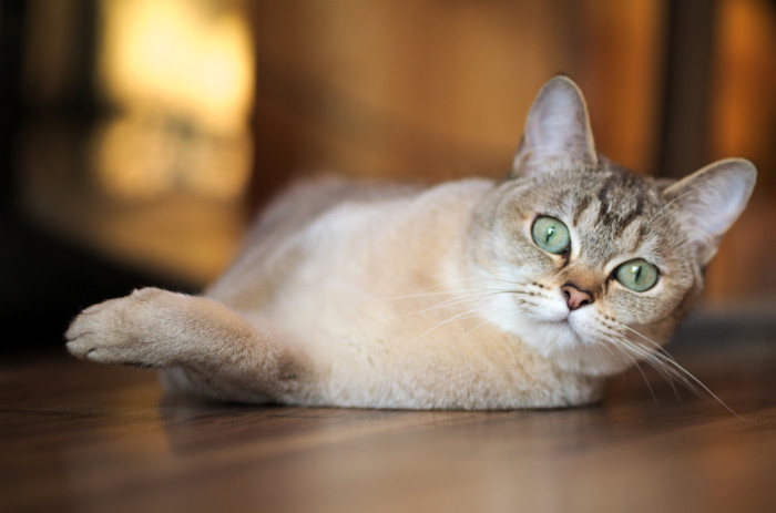 Burmilla, foto: Shutterstock