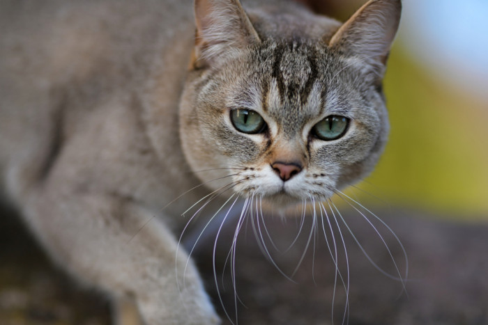 Burmilla, foto: Shutterstock