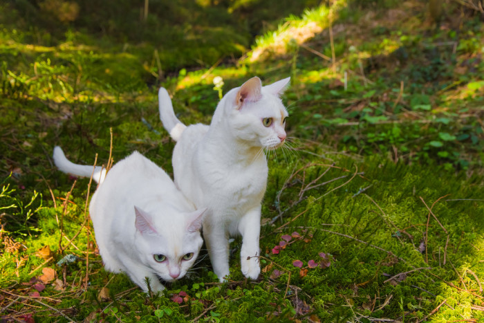 Burmilla, foto: Shutterstock