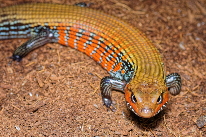 Scink ohnivý, foto: Shutterstock