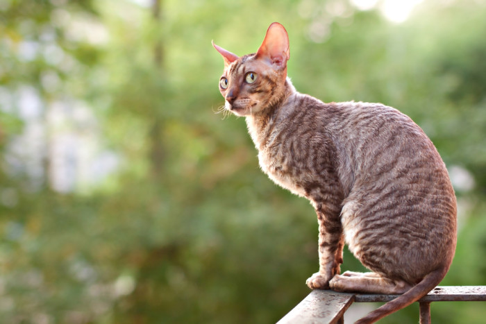 Cornish Rex, foto: Shutterstock