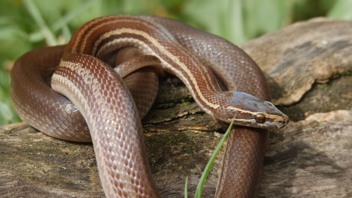 Užovka africká domácí, foto: Shutterstock