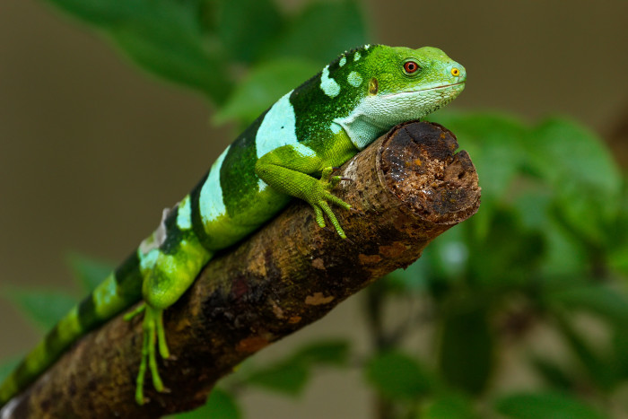 Leguán fidžijský, foto: Shutterstock