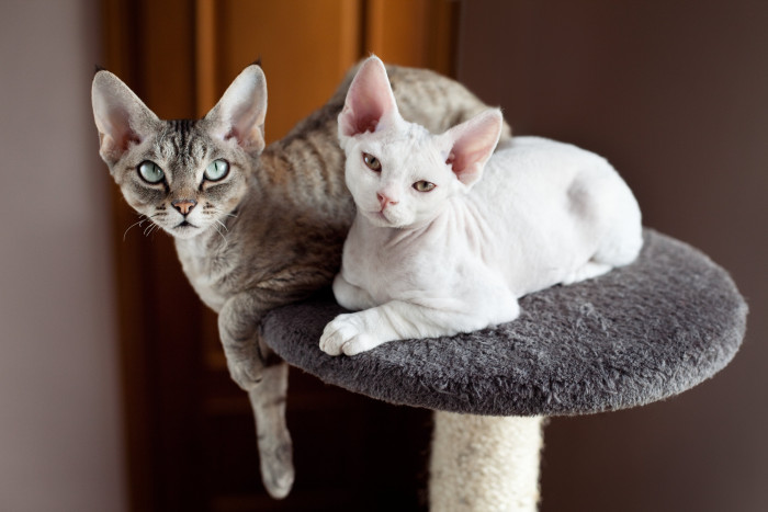 Devon Rex, foto: Shutterstock