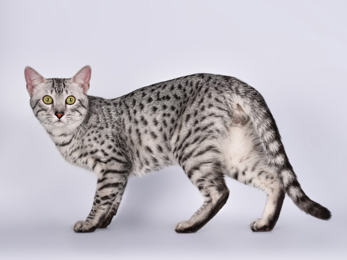 Egyptská Mau, foto: Shutterstock