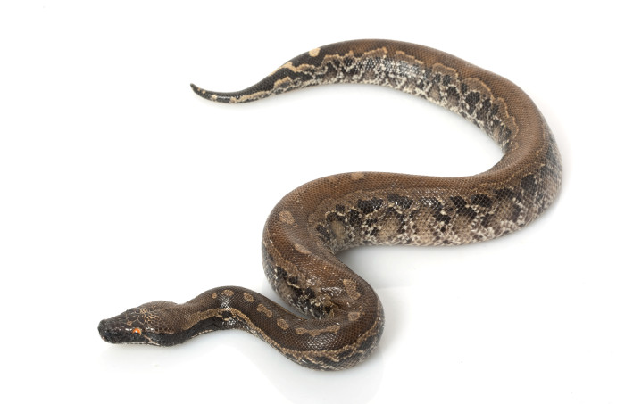 Krajta bornejská, foto: Shutterstock