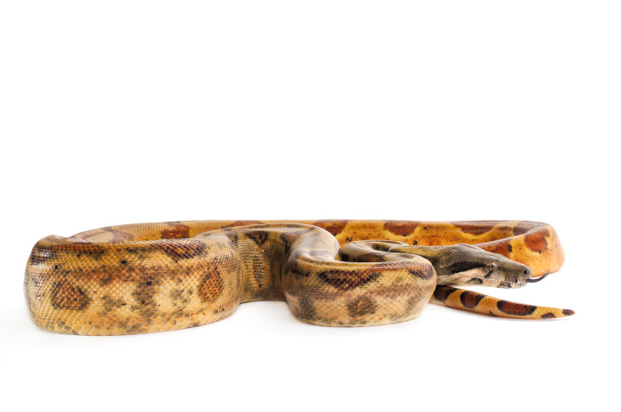 Hog Island Boa, foto: Shutterstock