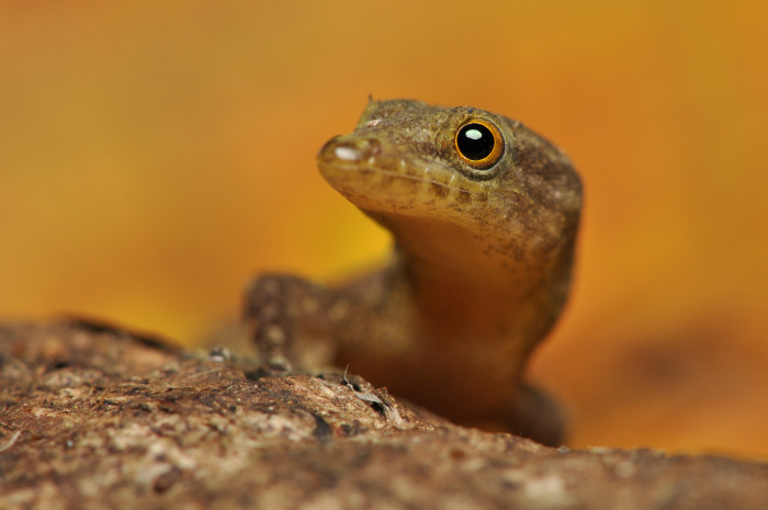 Sphaerodactylus, foto: Shutterstock