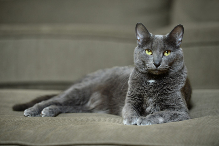 Korat, foto: Shutterstock