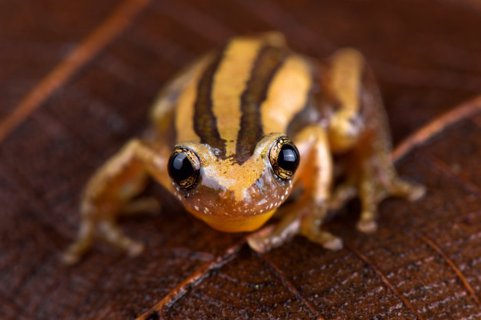Afrička ozdobná, foto: Shutterstock