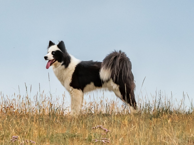 Jakutská lajka, foto: Shutterstock