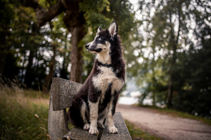 Jakutská lajka, foto: Shutterstock