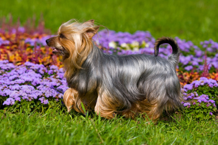 Australský silky teriér, foto: Shutterstock