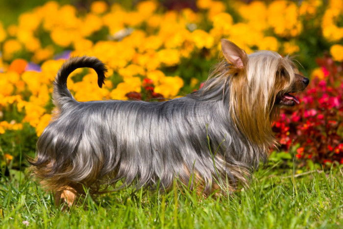 Australský silky teriér, foto: Shutterstock