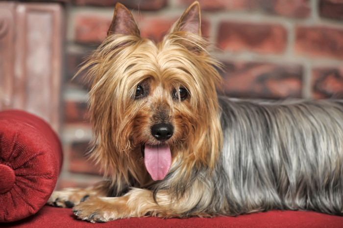 Australský silky teriér, foto: Shutterstock
