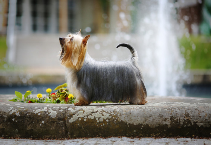 Australský silky teriér, foto: Shutterstock