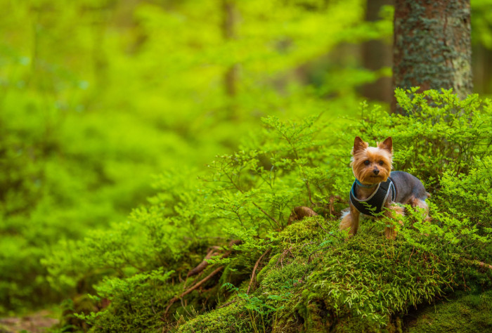Australský silky teriér, foto: Shutterstock