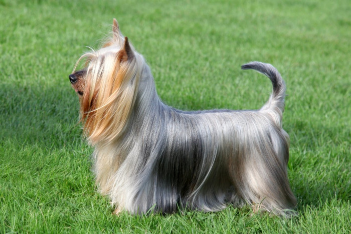 Australský silky teriér, foto: Shutterstock