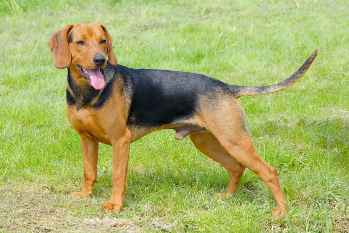 Srbský honič, foto: Shutterstock