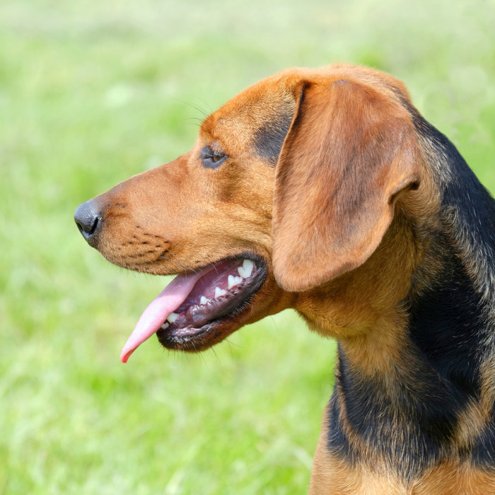 Srbský honič, foto: Shutterstock