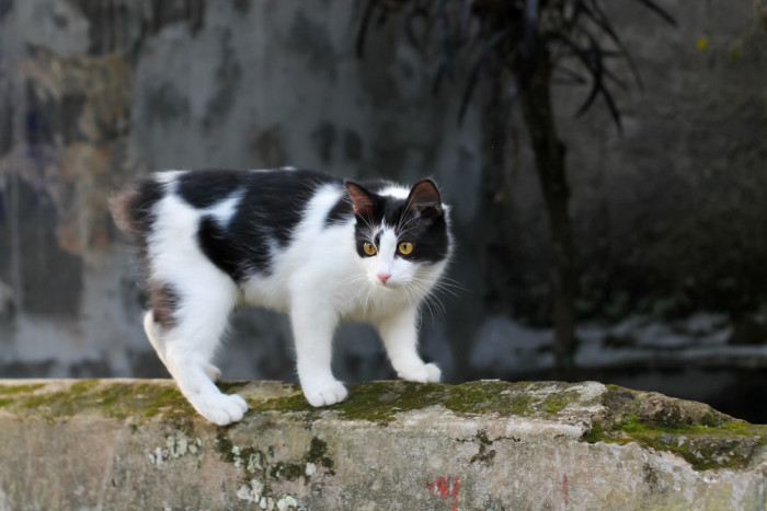 Manská kočka, foto: Shutterstock