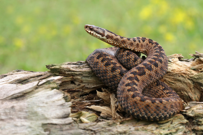 Zmije obecná, foto: Shutterstock
