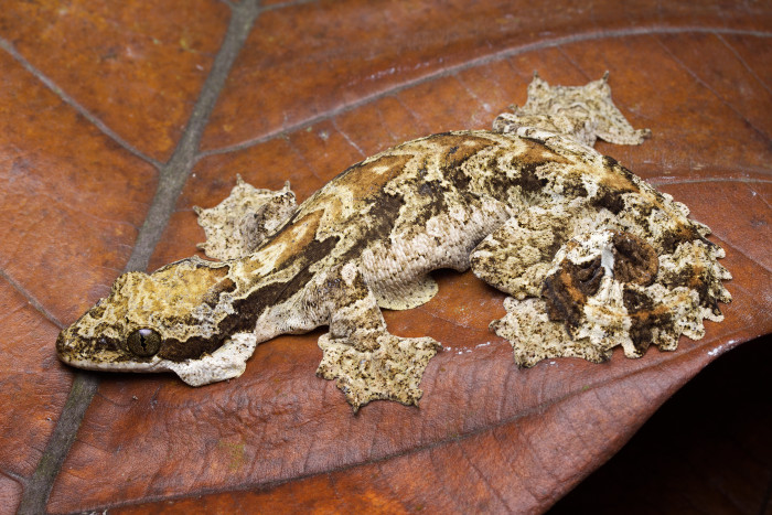 Gekon létavý, foto: Shutterstock
