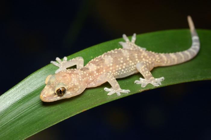 Gekon turecký, foto: Shutterstock
