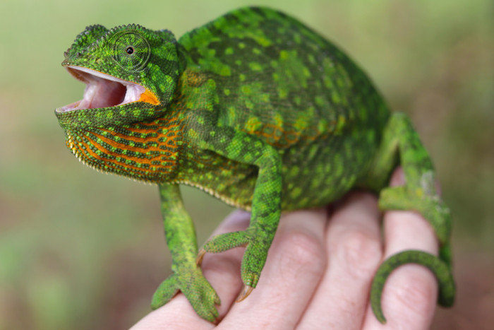 Chameleon límcový, foto: Shutterstock