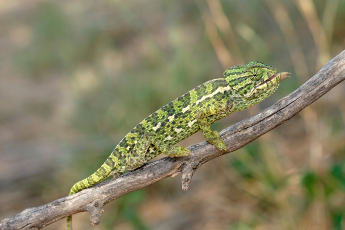 Chameleon obecný, foto: Shutterstock