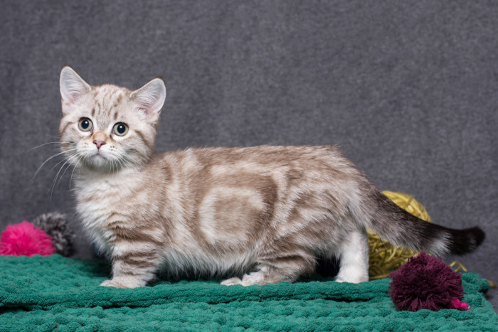 Munchkin, foto: Shutterstock
