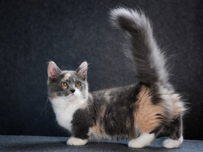 Munchkin, foto: Shutterstock