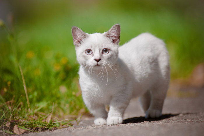 Munchkin, foto: Shutterstock