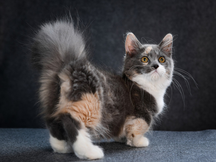 Munchkin, foto: Shutterstock
