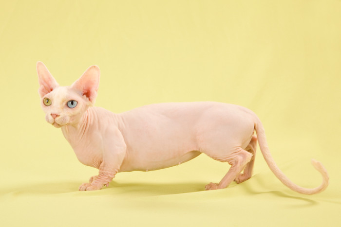 Bezsrstý munchkin vzbuzuje značné kontroverze. Foto: Shutterstock