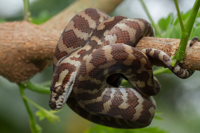 Krajta tygrovitá, foto: Shutterstock