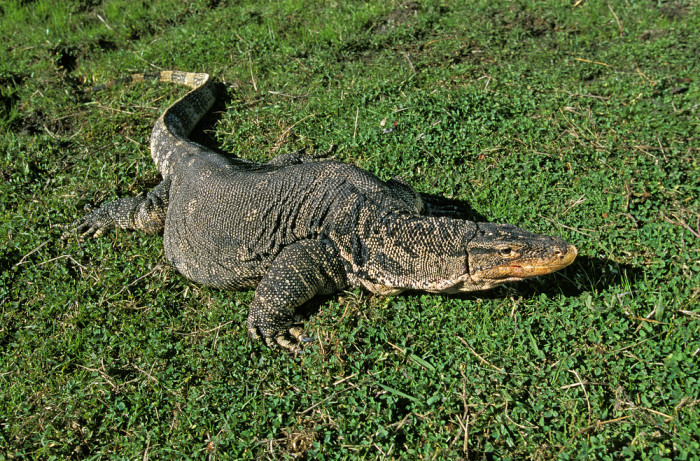 Varan skvrnitý, foto: Shutterstock