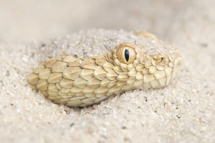 Zmije písečná, foto: Shutterstock