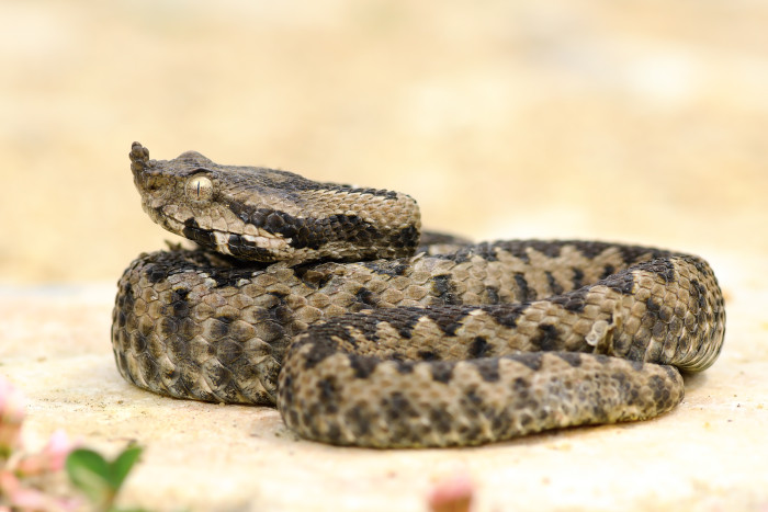 Zmije růžkatá, foto: Shutterstock
