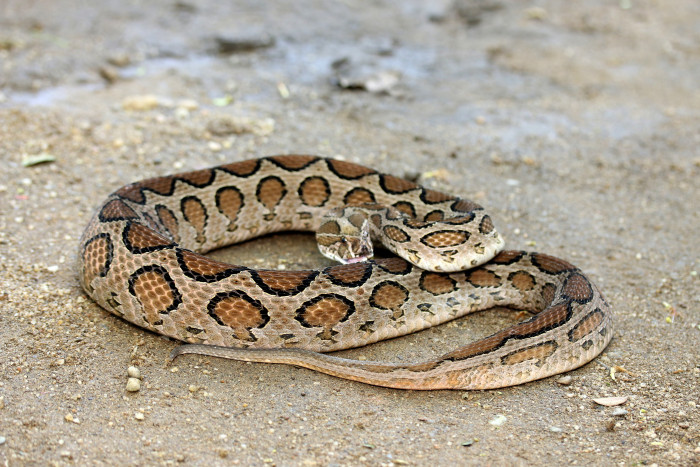 Zmije řetízková, foto: Shutterstock