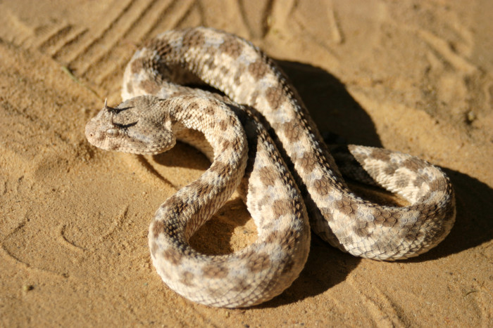 Zmije rohatá, foto: Shutterstock