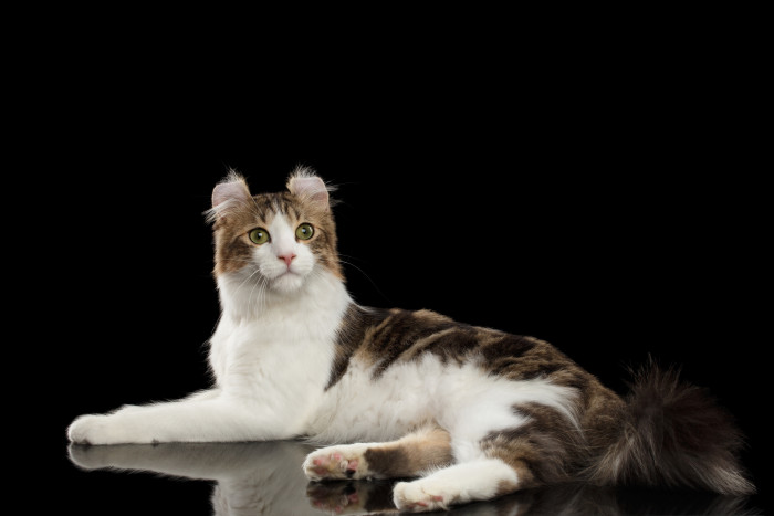 Americký curl krátkosrstý, foto: Shutterstock