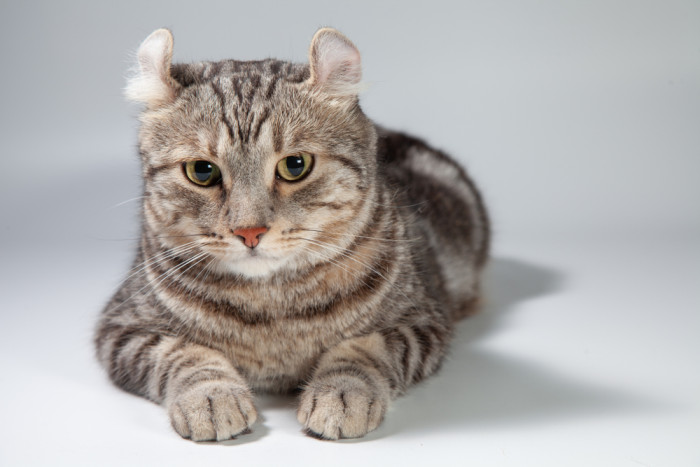 Americký curl krátkosrstý, foto: Shutterstock