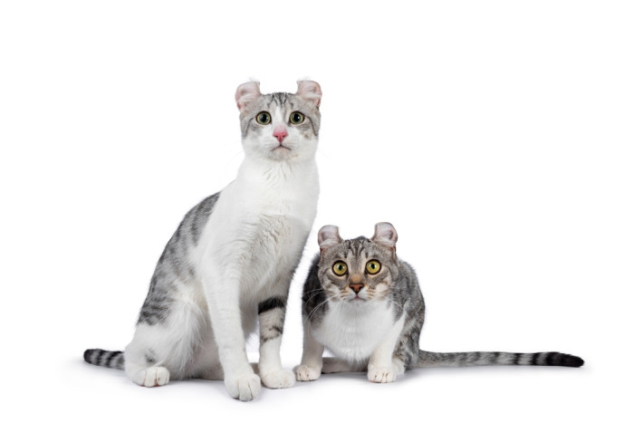 Americký curl krátkosrstý, foto: Shutterstock