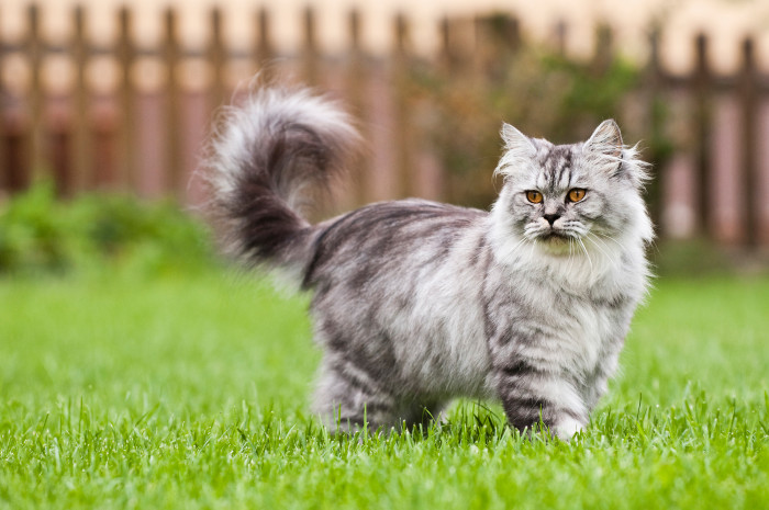 Britská dlouhosrstá kočka, foto: Shutterstock