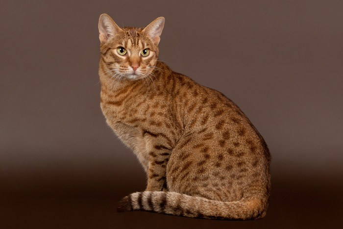 Ocicat, foto. Shutterstock
