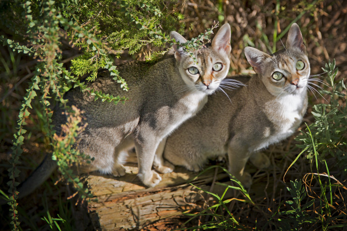Singapura, foto: Shutterstock